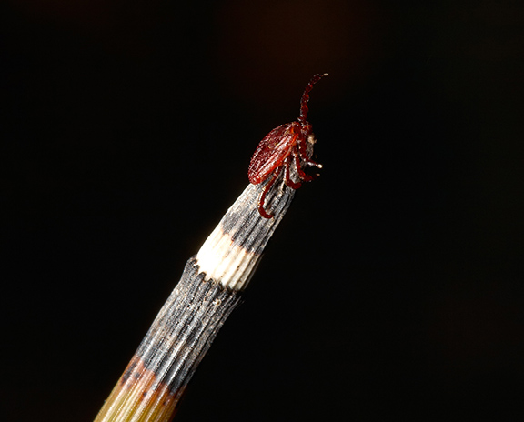 恙虫病的急救治疗